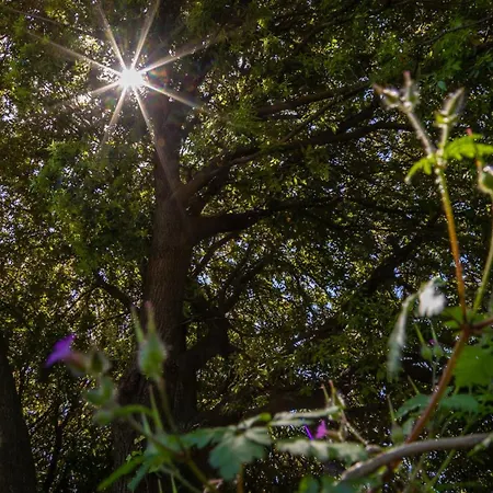 Del Noce - * Dorgali