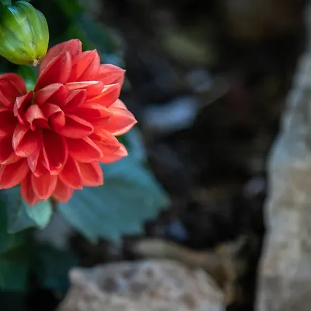 Del Noce - Appartement