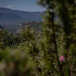 Del Noce -