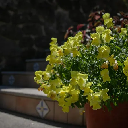 Del Noce - * Dorgali