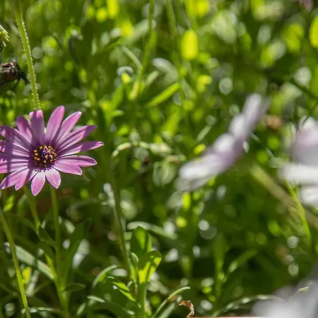 Appartement Del Noce - *